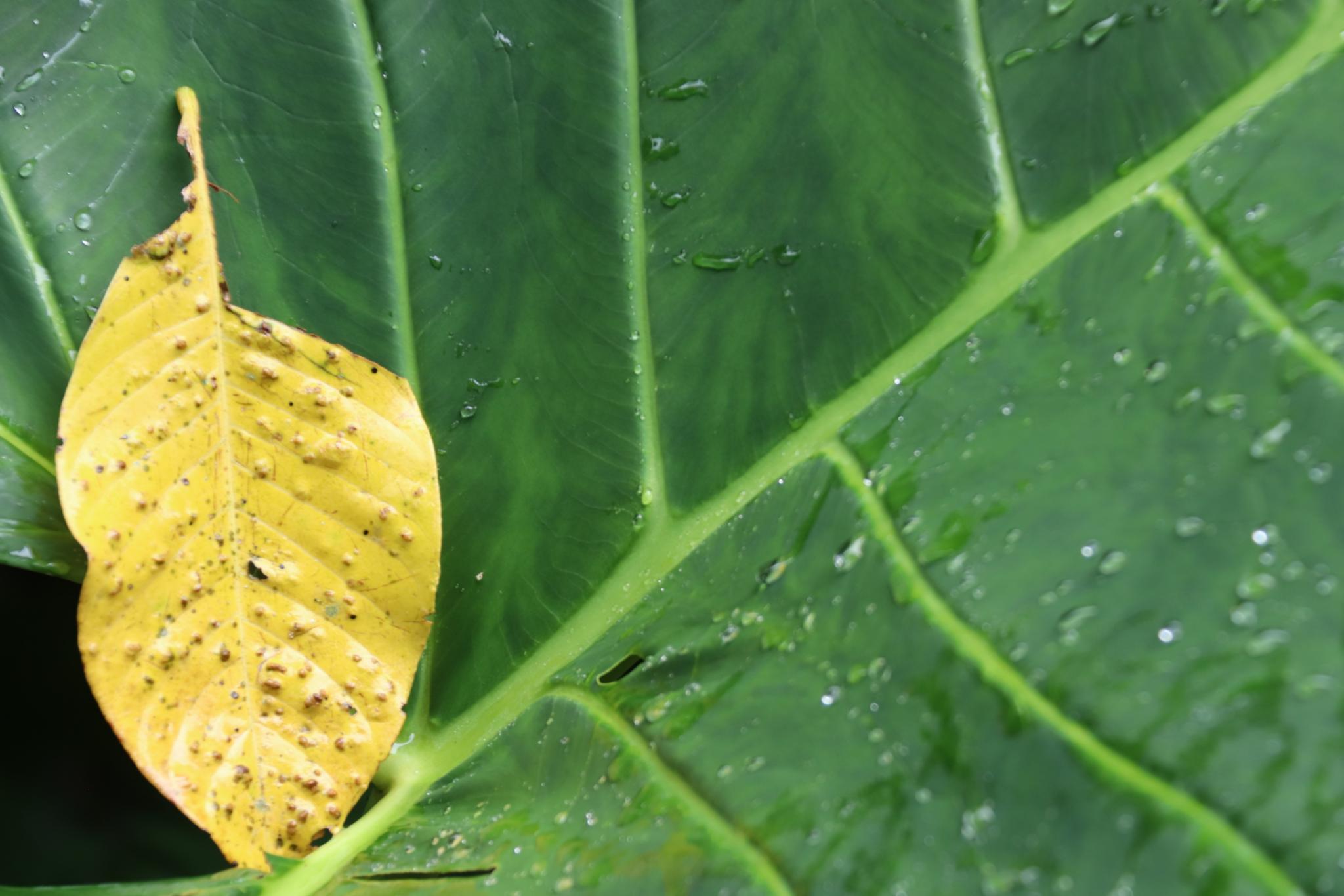 Zwei Blätter im Regen