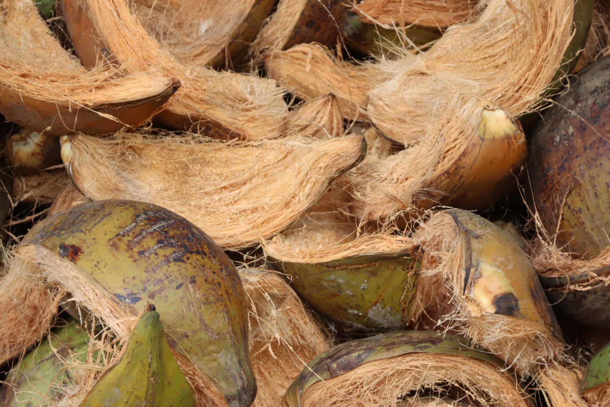 Aufgebrochene Schalen von Kokosnüssen