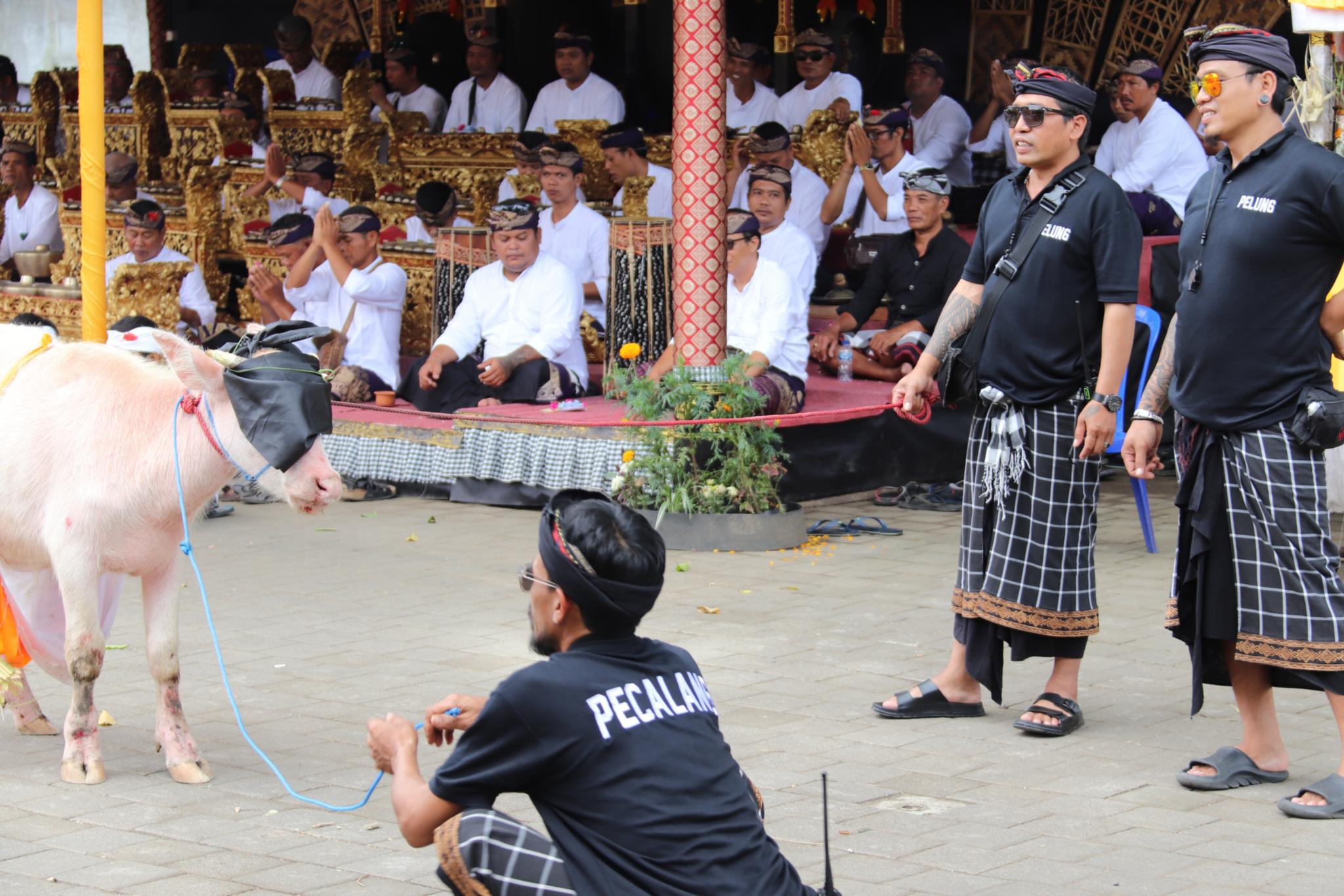 Tempelliturgie. Waschung und Segnung der Tiere