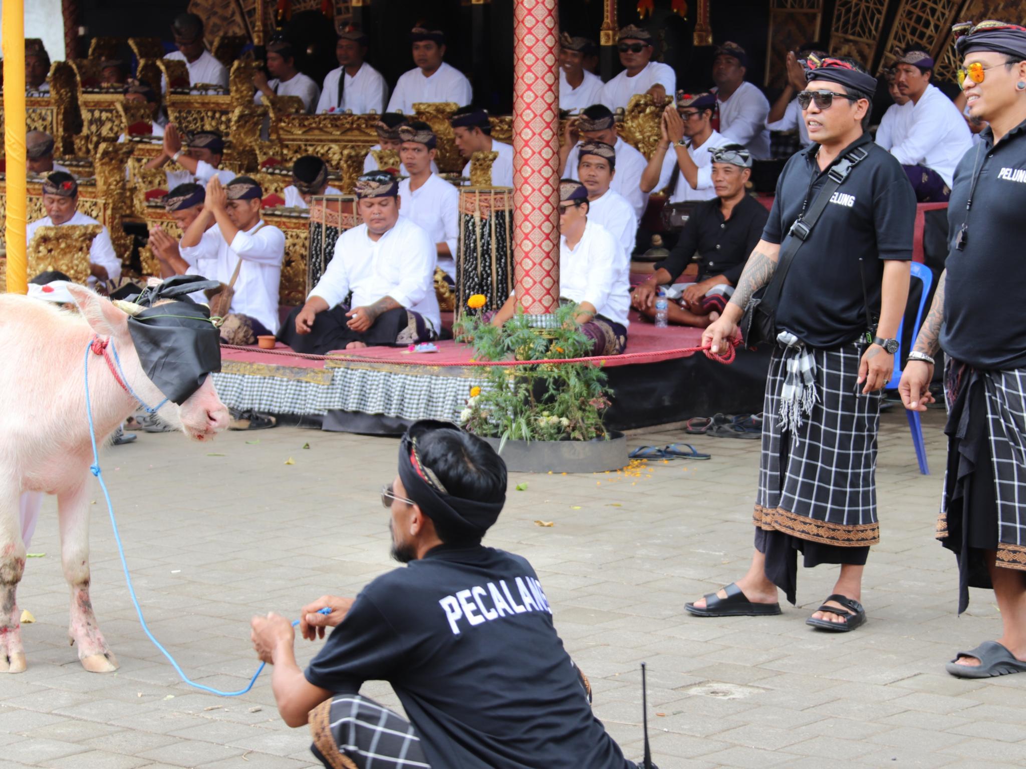 Tempelliturgie. Waschung und Segnung der Tiere