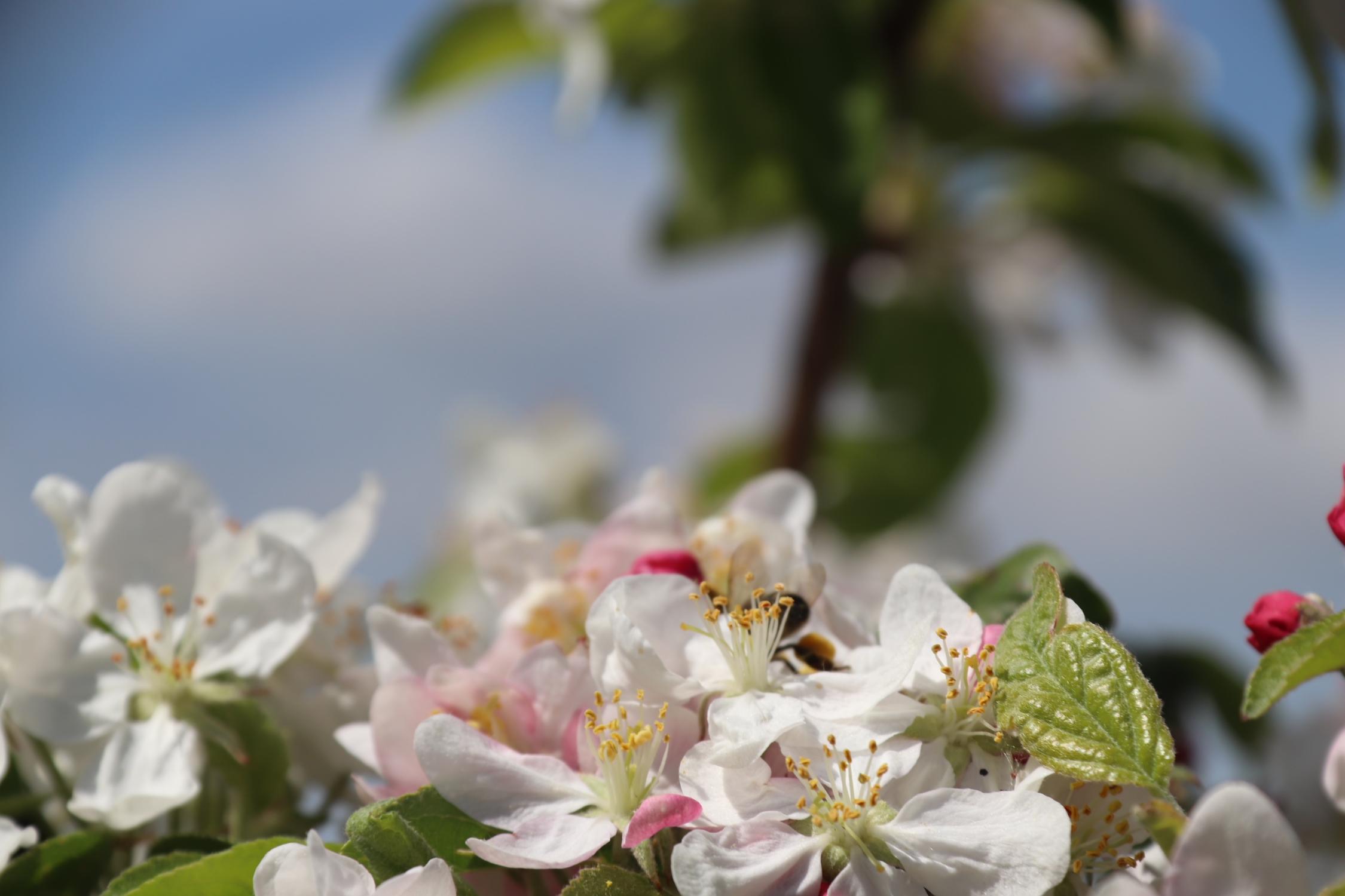 Blühender Apfelbaum