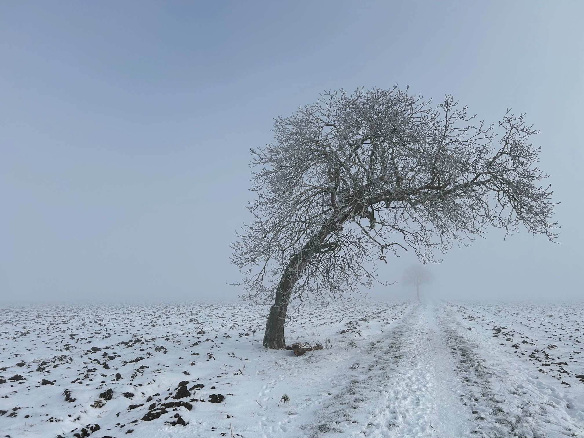 Baum Weg Winter