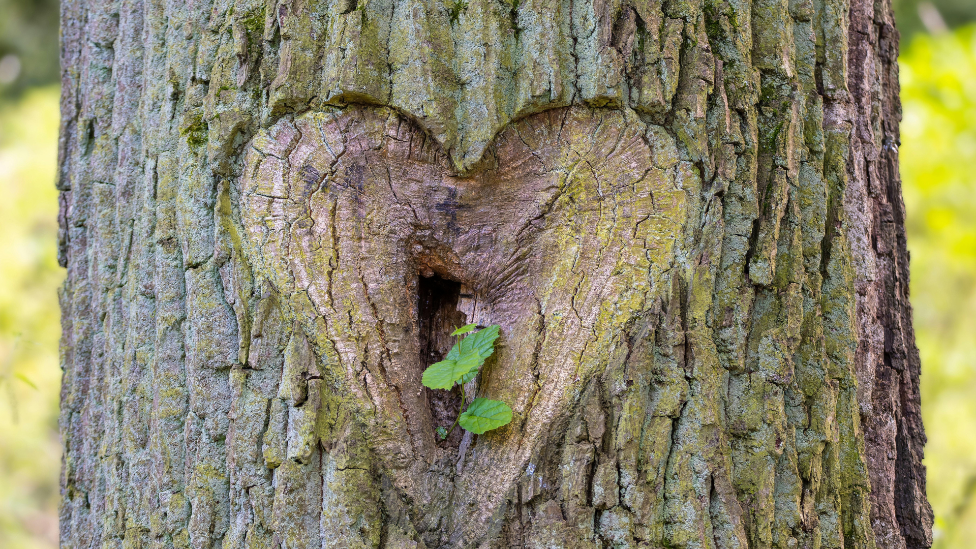 Buße - Versöhnung - Neuanfang nehmen an zwei Themenabenden neu in den Blick.