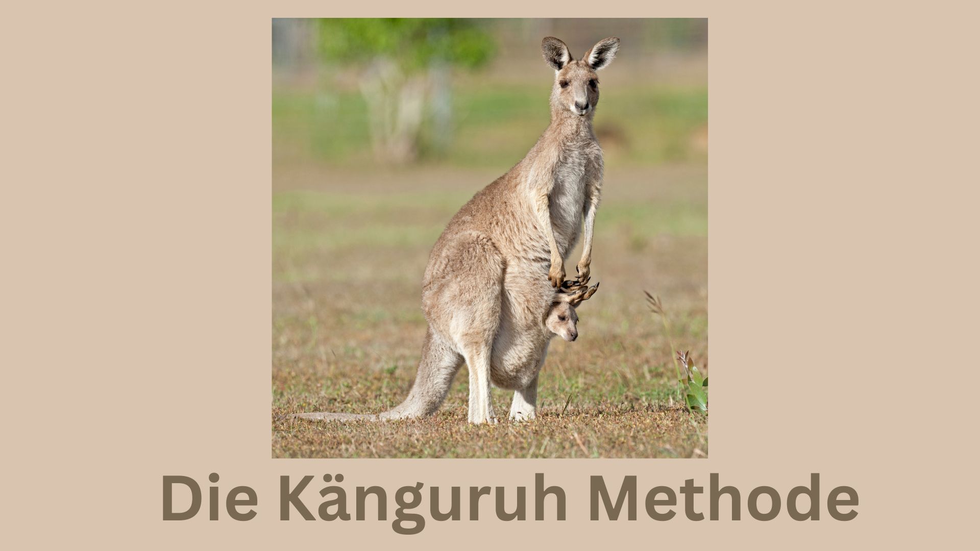 Die Känguruh Methode