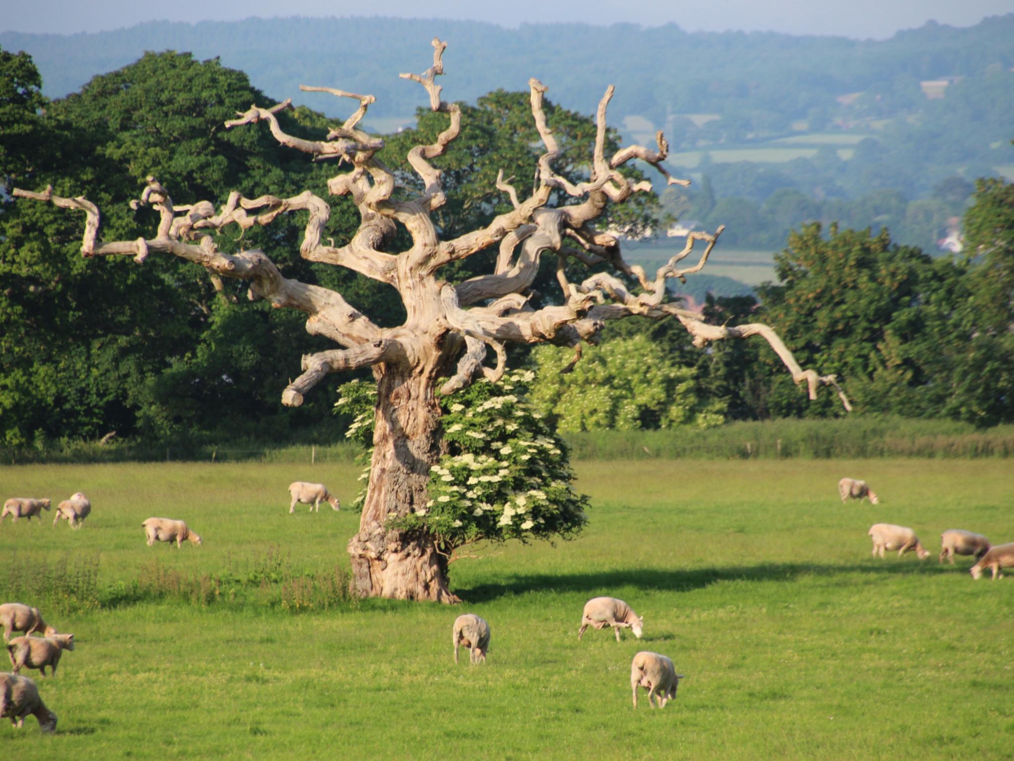 Im Jahr 2026 führt unsere Pilgerreise nach England.