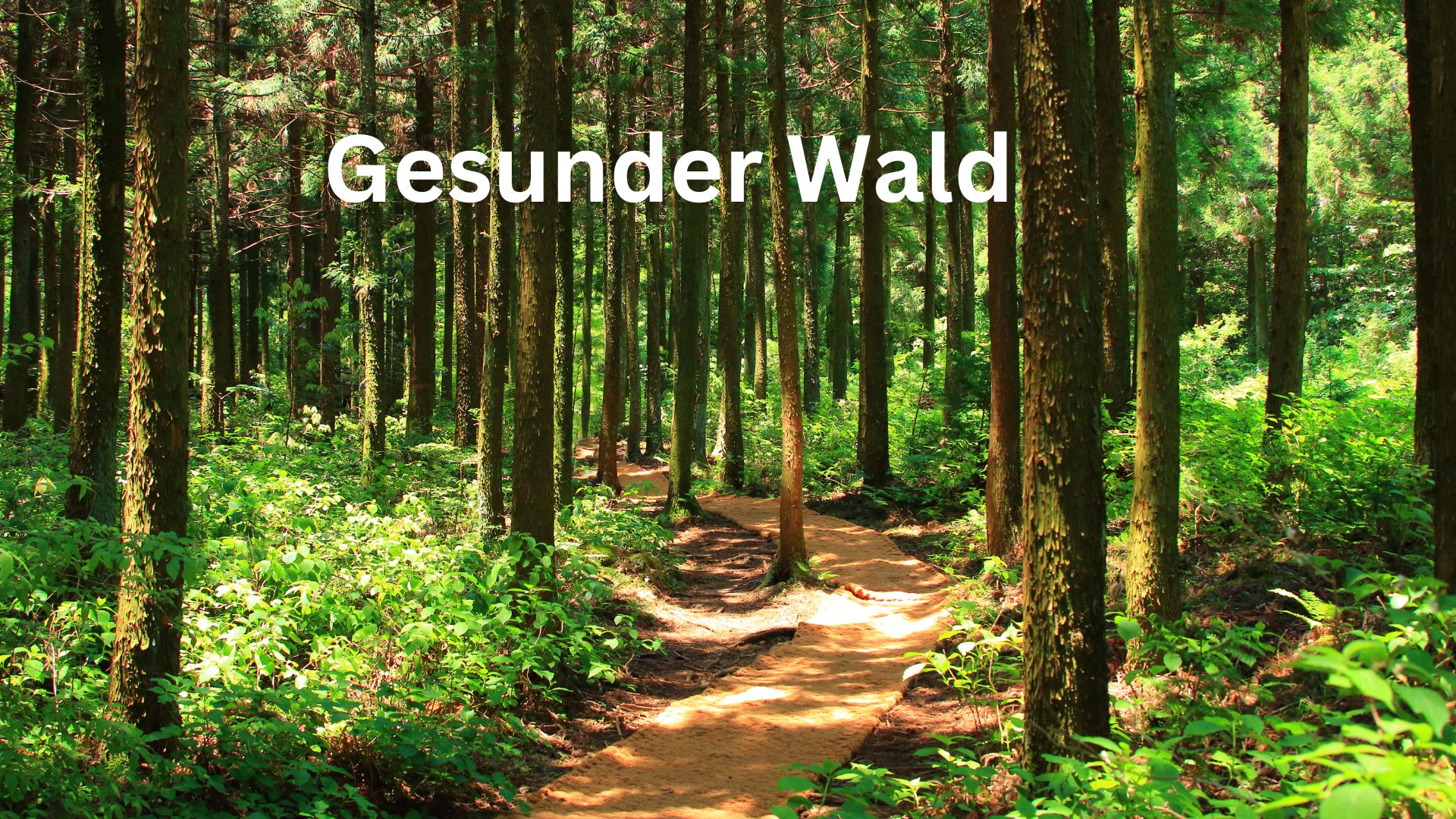 Gesunder Wald