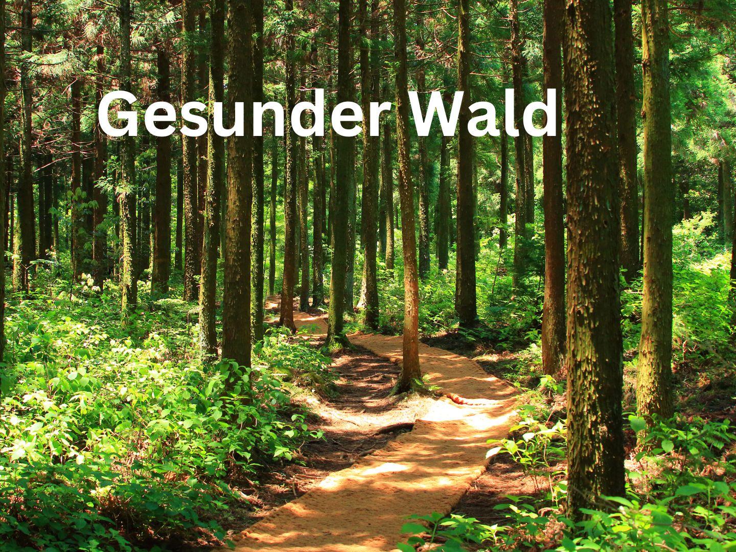 Gesunder Wald