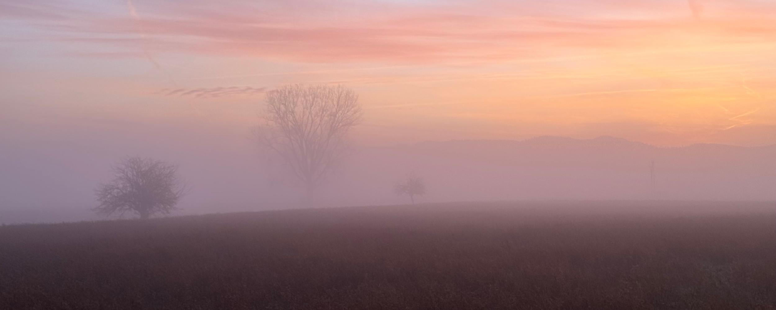 Winterlandschaft am Morgen mit Bäumen im Dunst