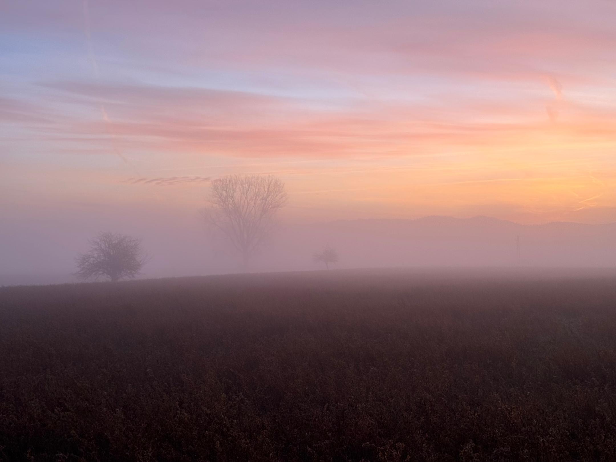 Winterlandschaft am Morgen mit Bäumen im Dunst