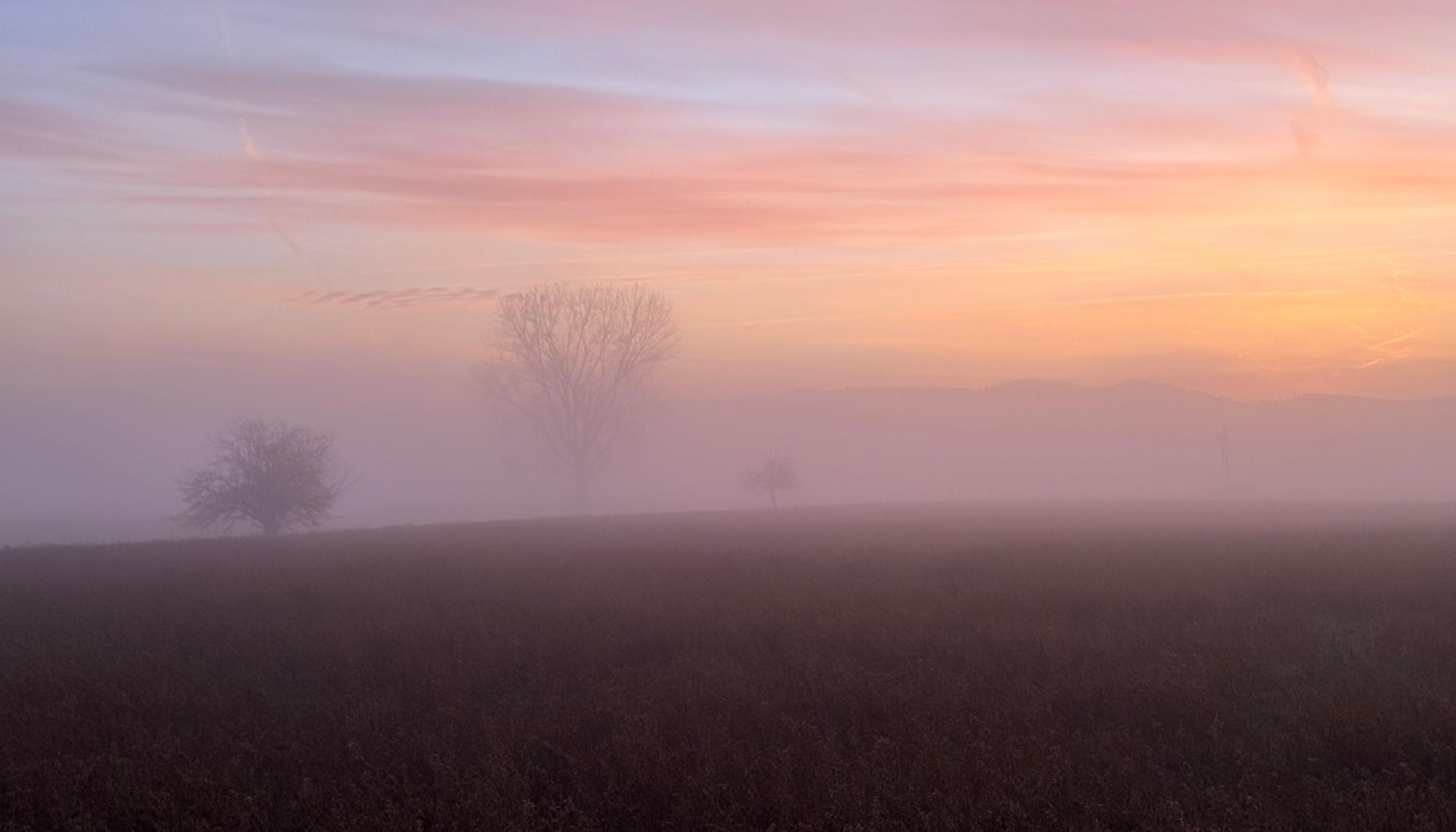 Winterlandschaft am Morgen mit Bäumen im Dunst