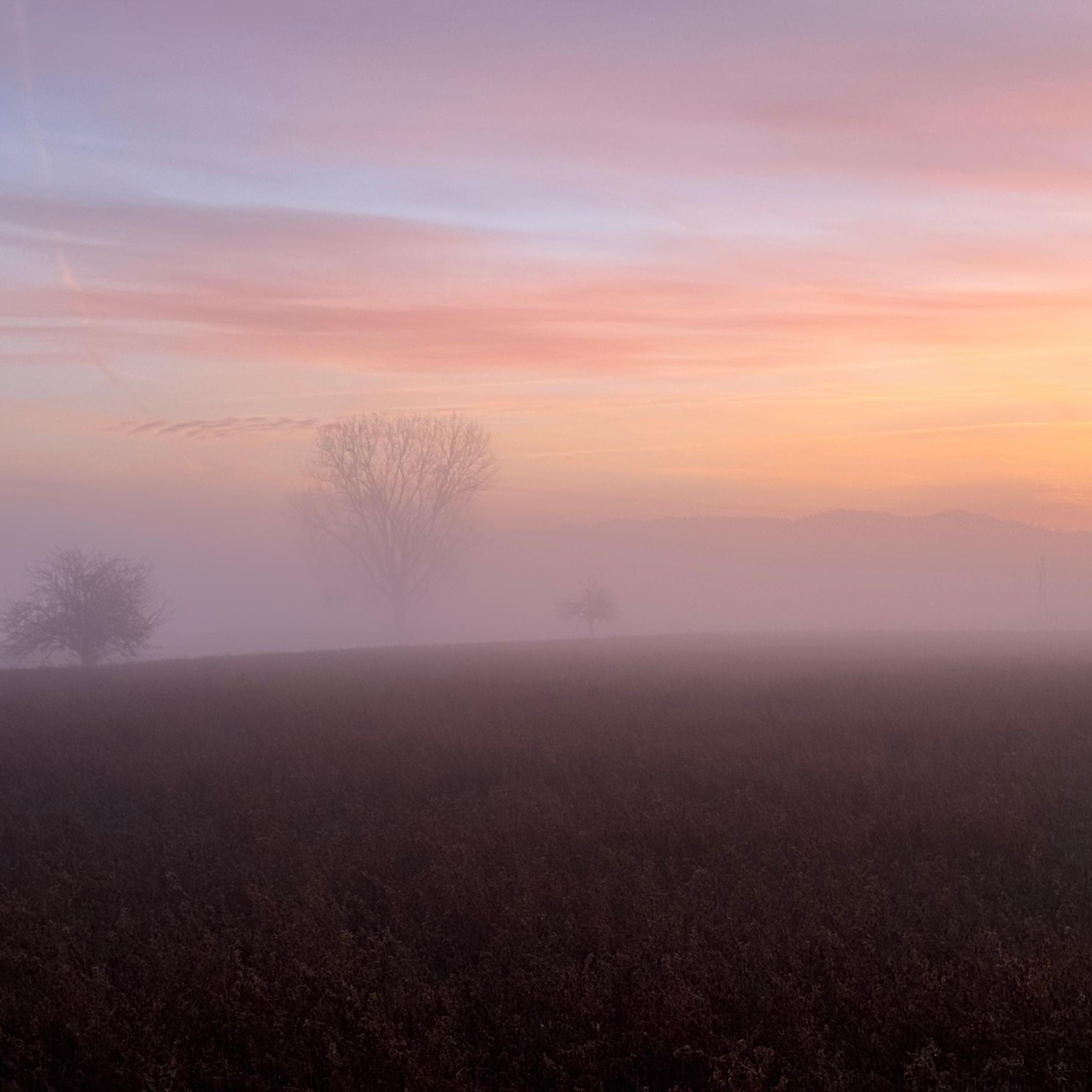 Winterlandschaft am Morgen mit Bäumen im Dunst