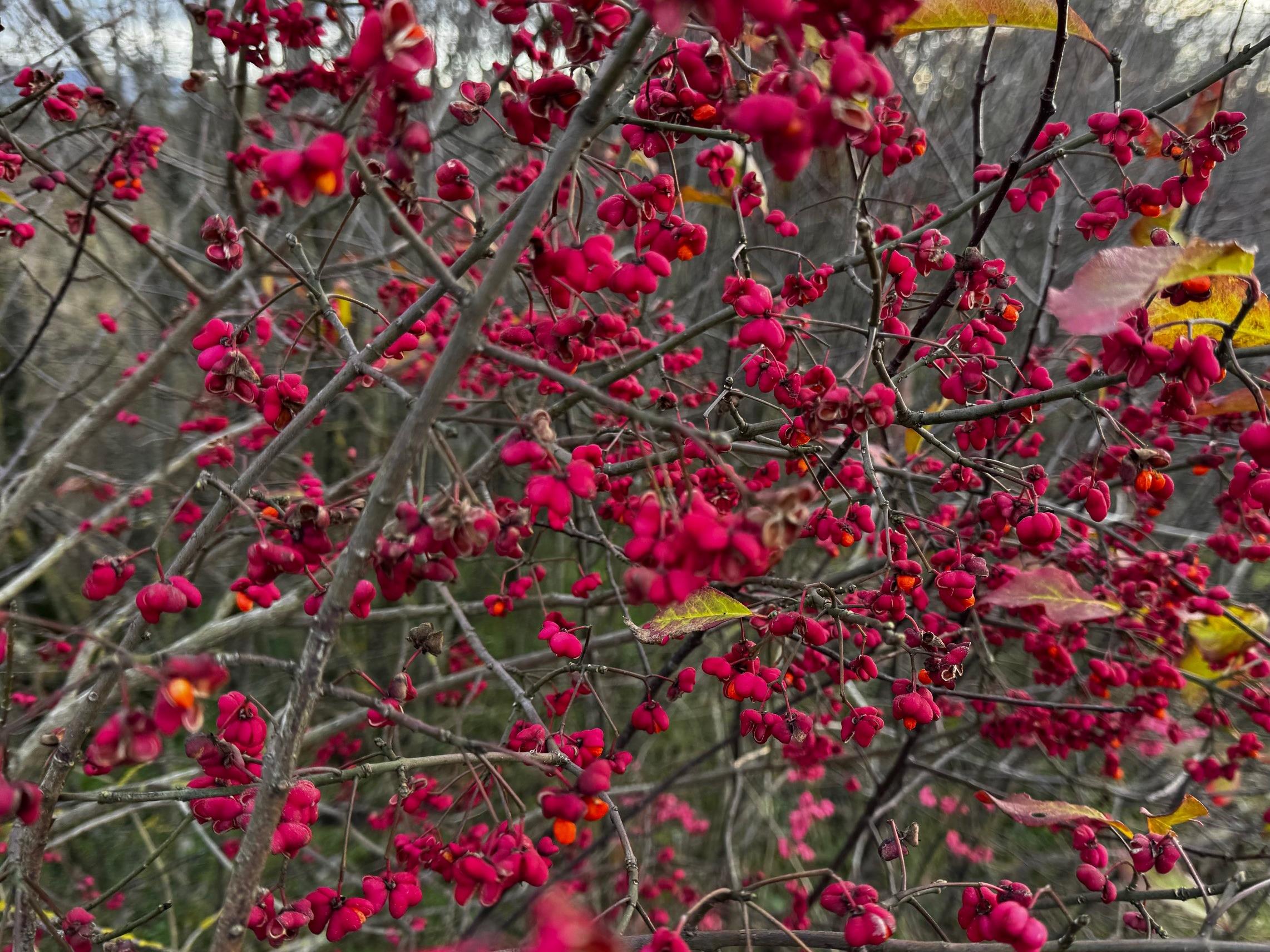 Nur eine Rose als Stütze