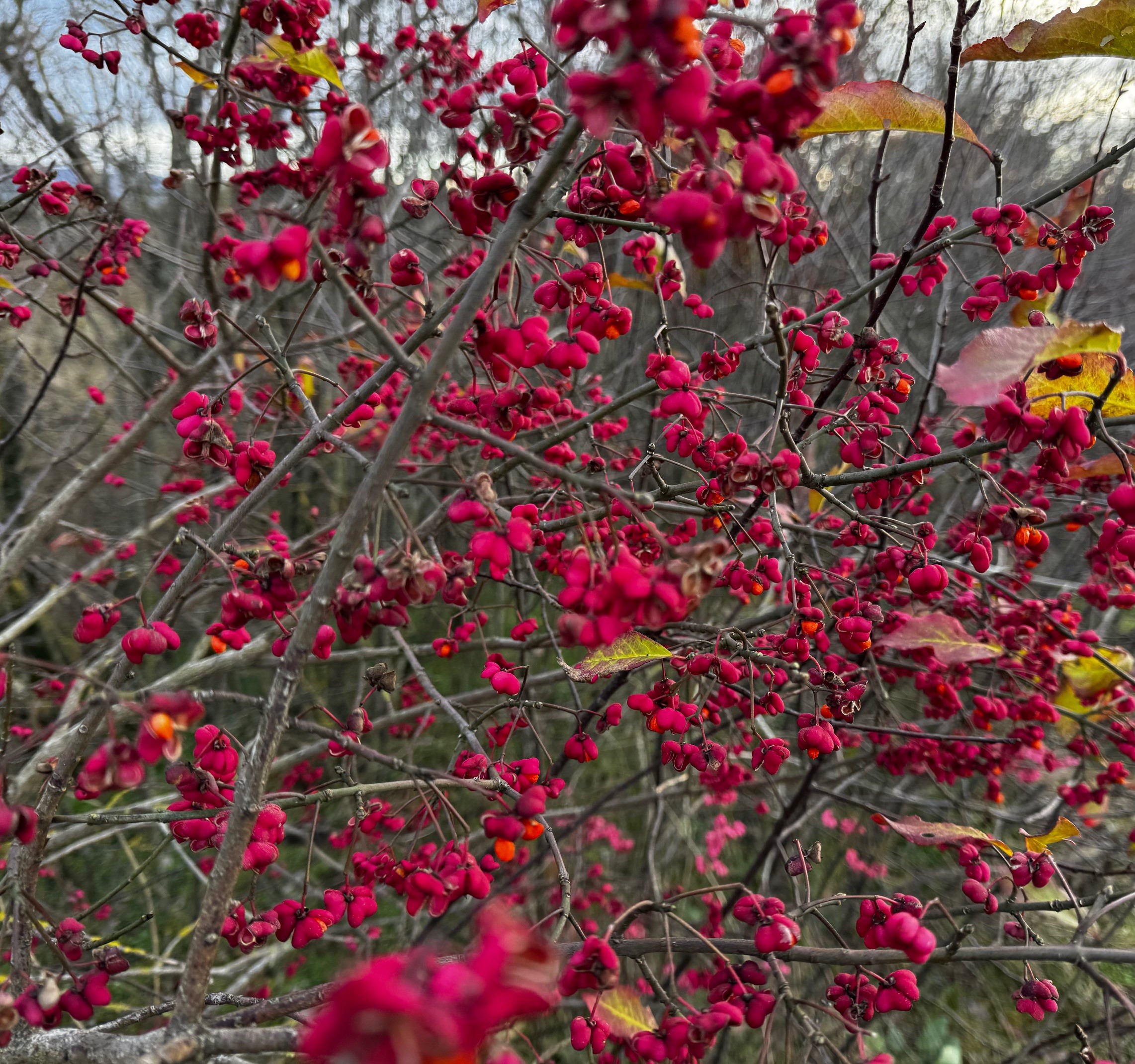 Nur eine Rose als Stütze