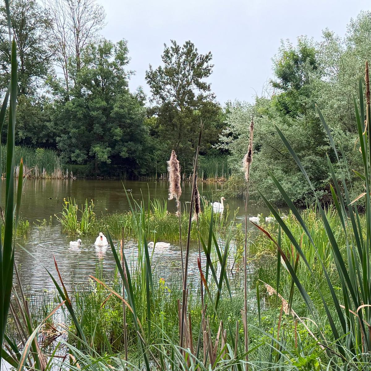Freie Zeit am Schwanensee im Garten der Stille