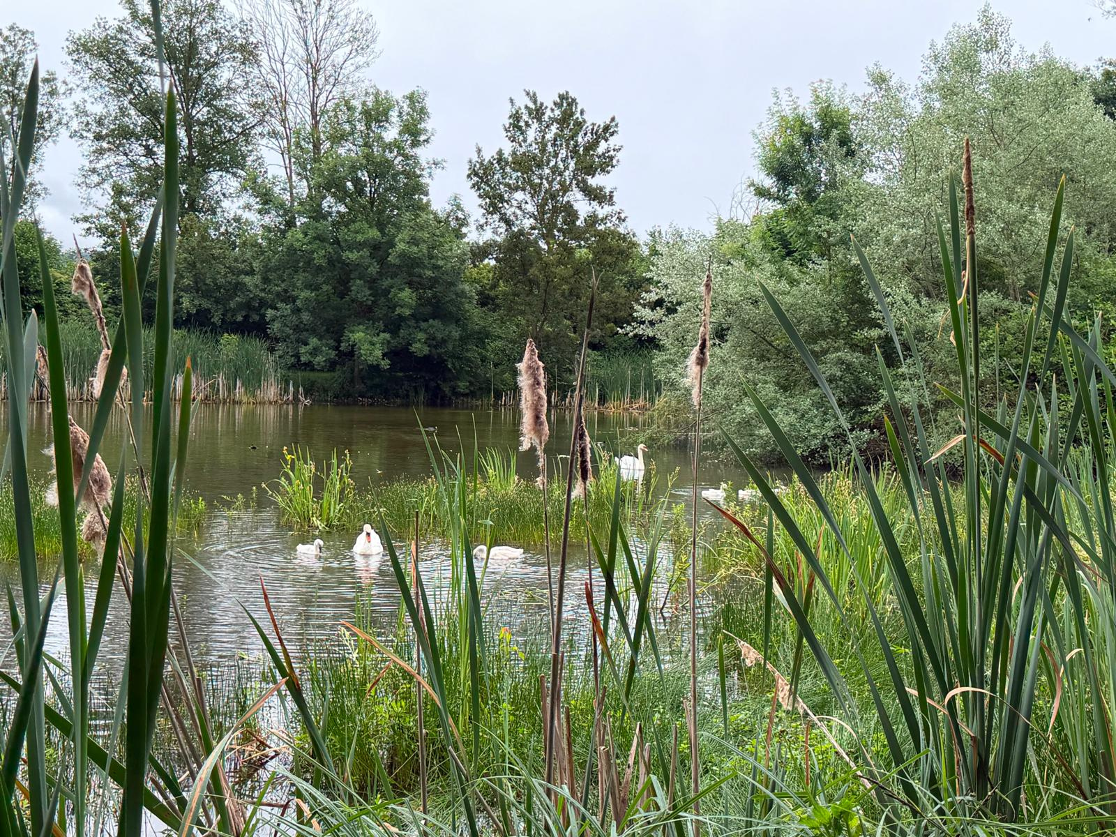 Freie Zeit am Schwanensee im Garten der Stille