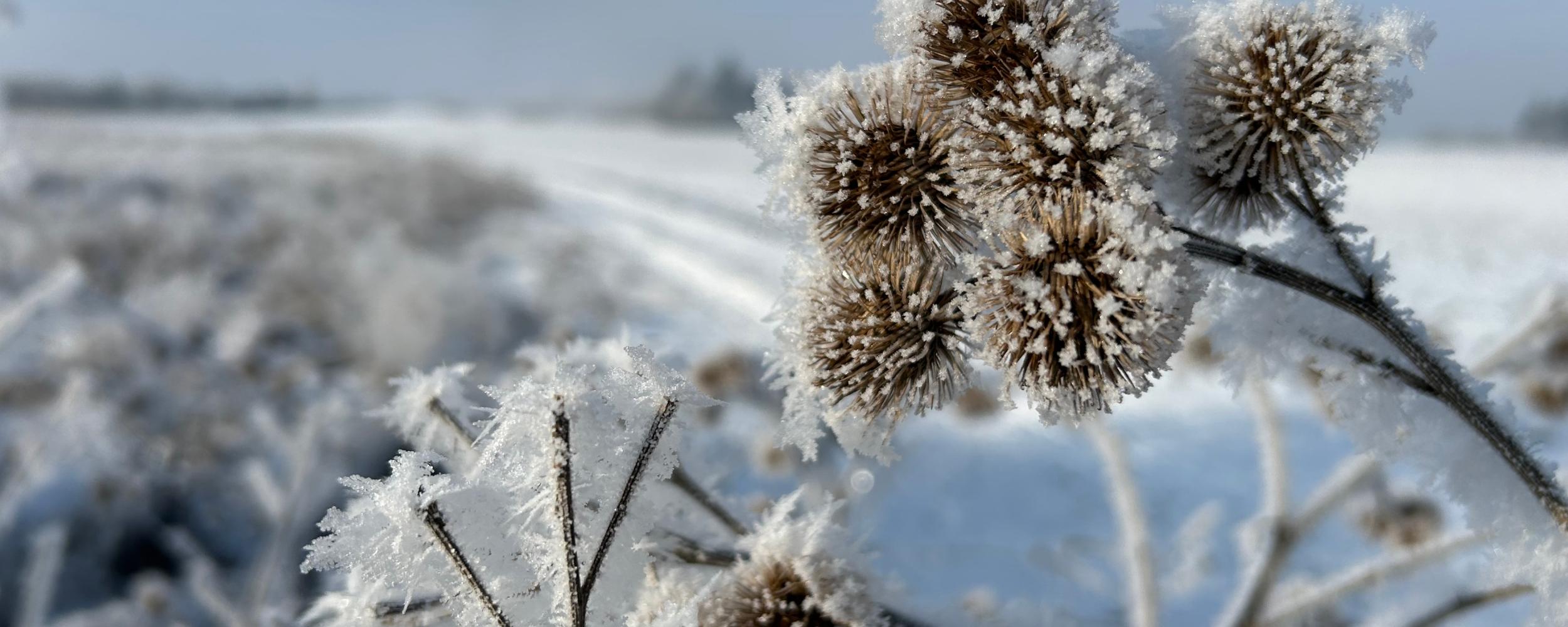 Adventszeit