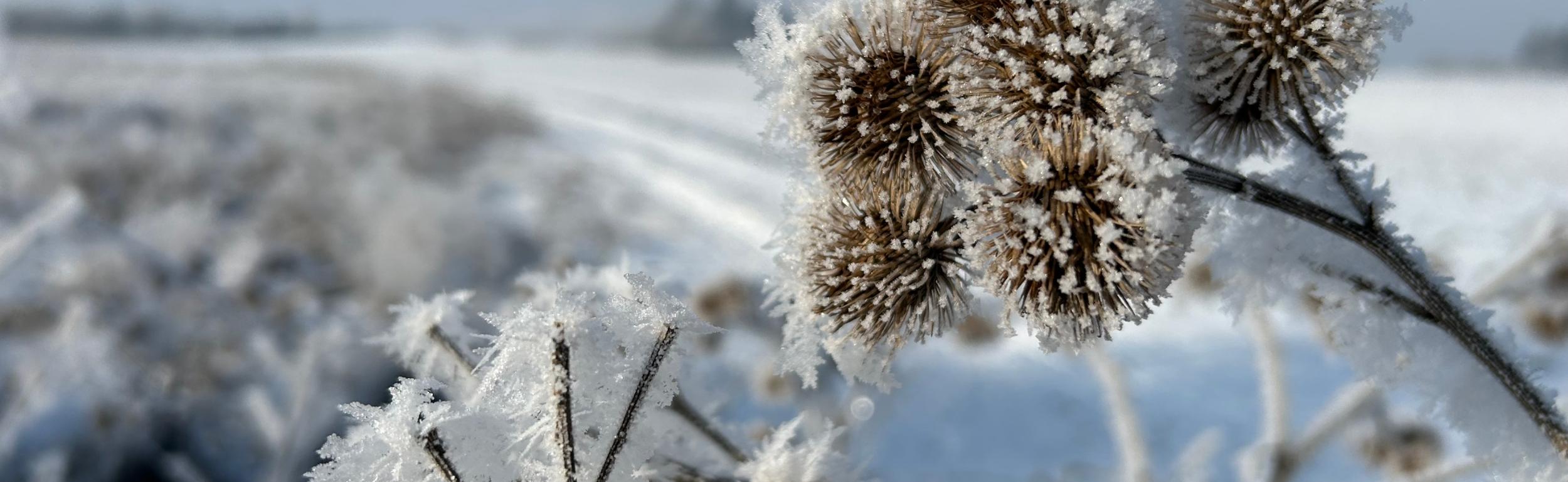 Adventszeit