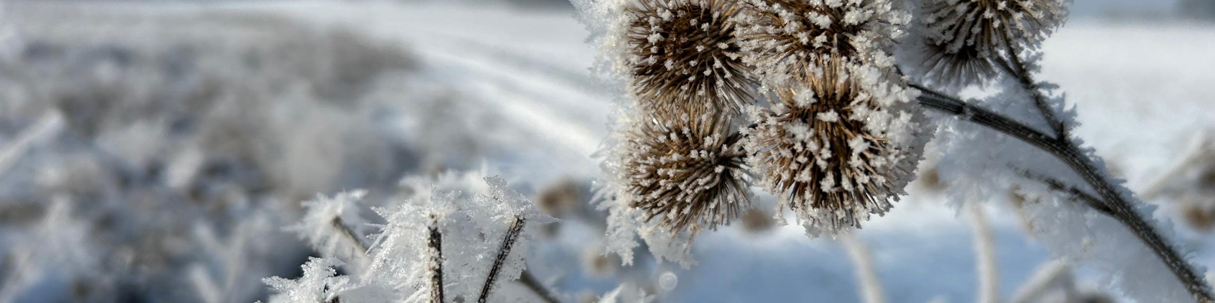 Adventszeit