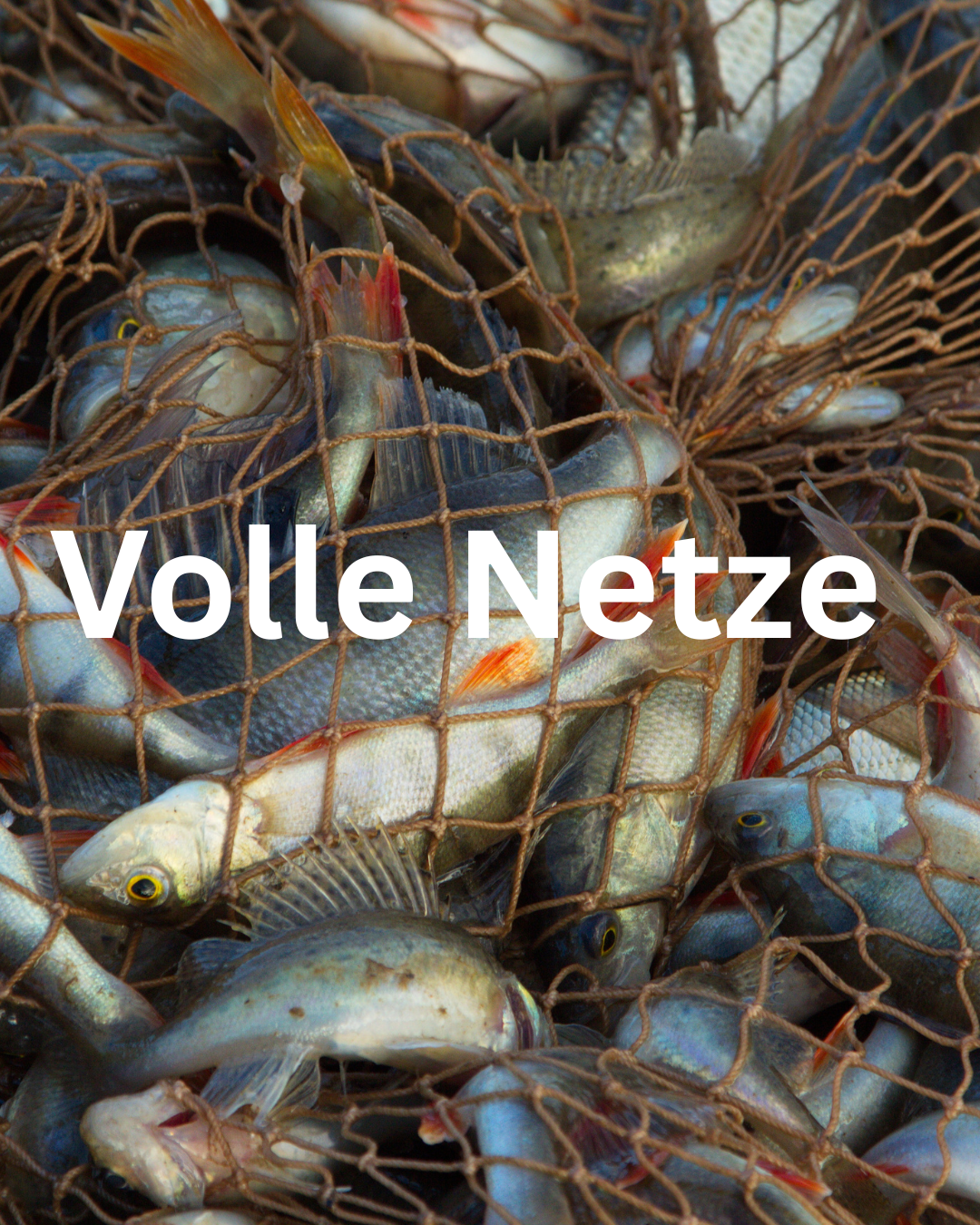 Volle Netze