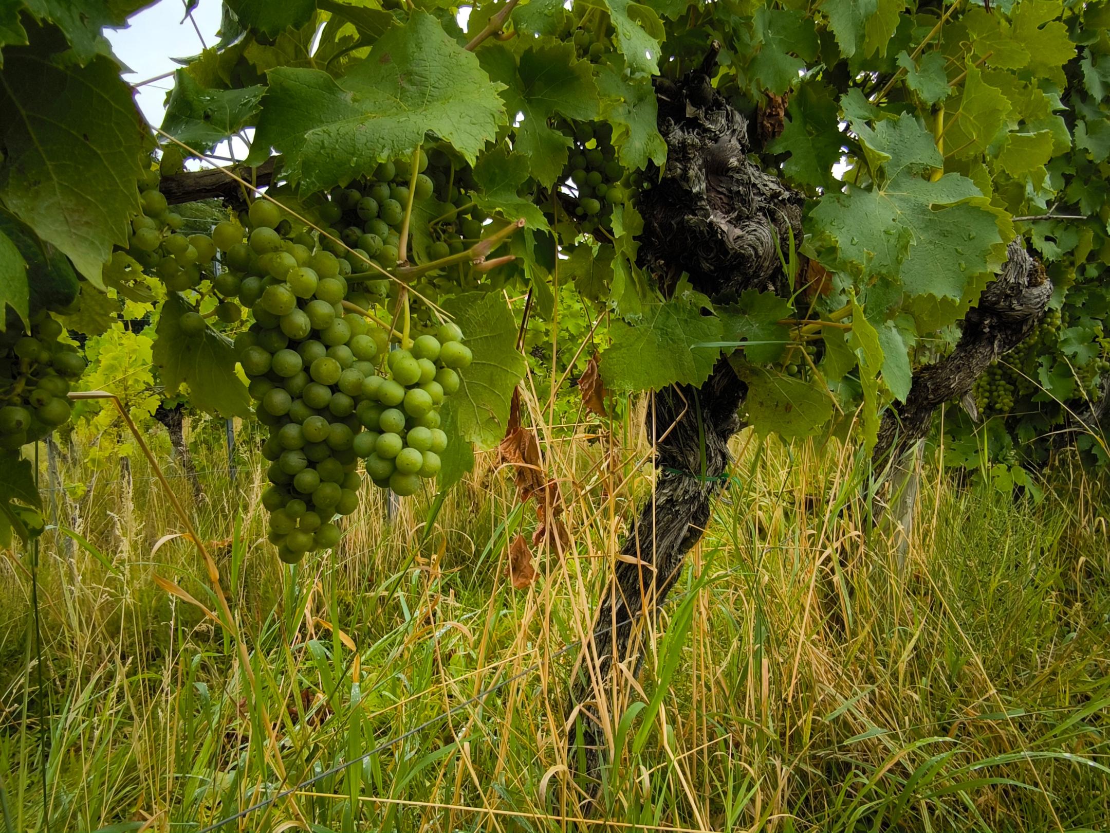 Grüne Trauben hängen an einem Weinstock im sommerlichen Weinberg.