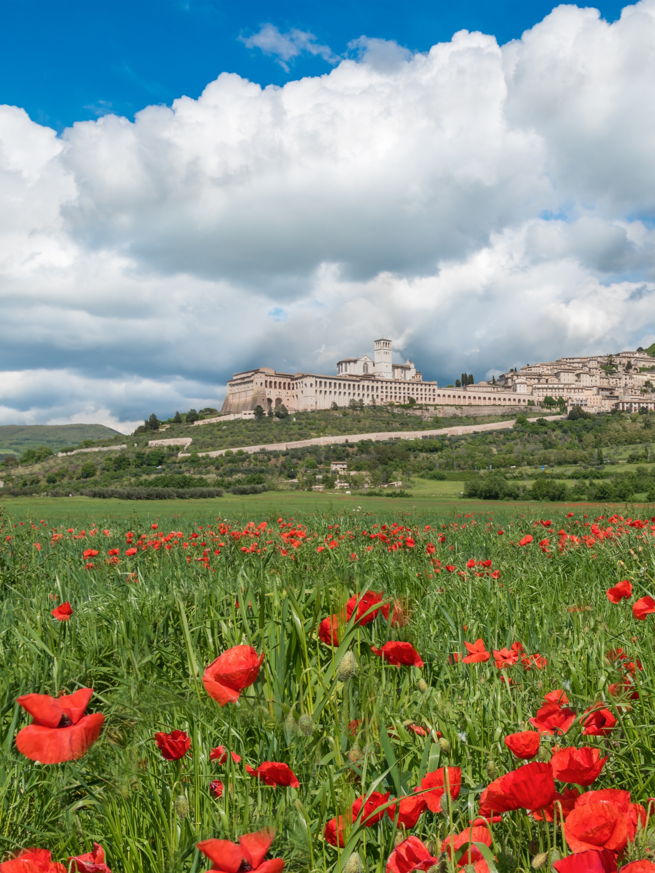 Mächtige Wolken über Wiese mit Klatschmohn. Dazwischen Assisi Oberstadt mit San Francesco