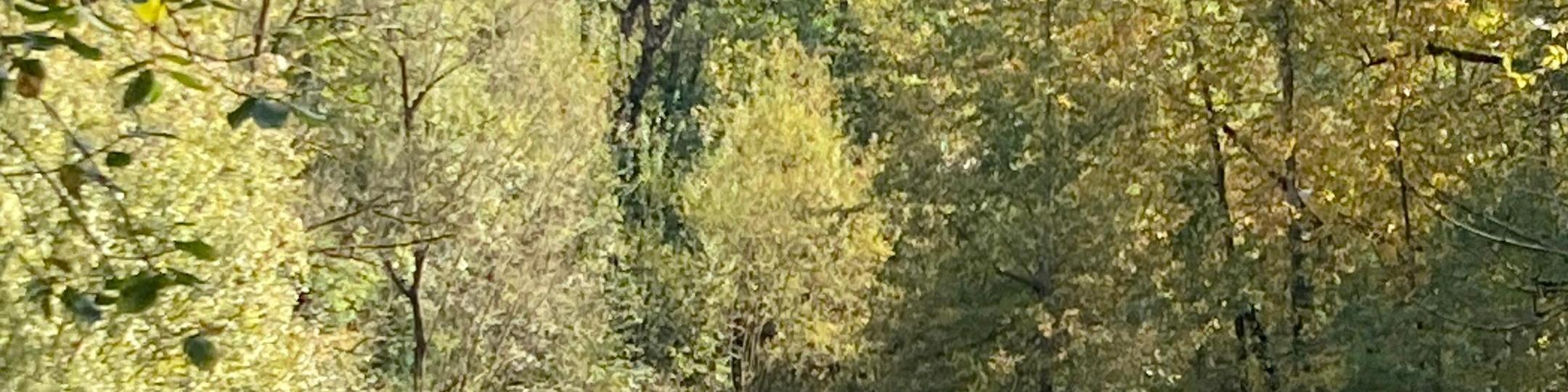 Natürliche Landschaft mit einem Teich