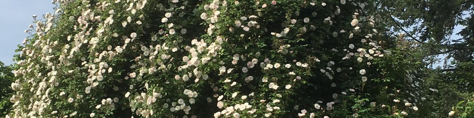 Weiße Strauchrose