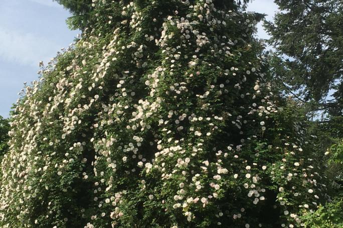Weiße Strauchrose