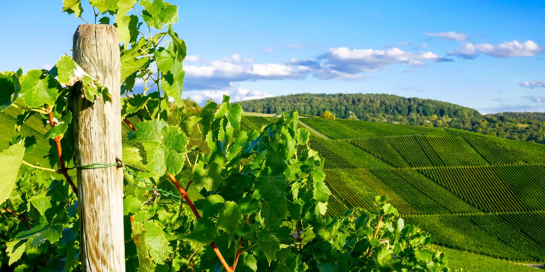 Weinberge (c) magicbeam | stock.adobe.com