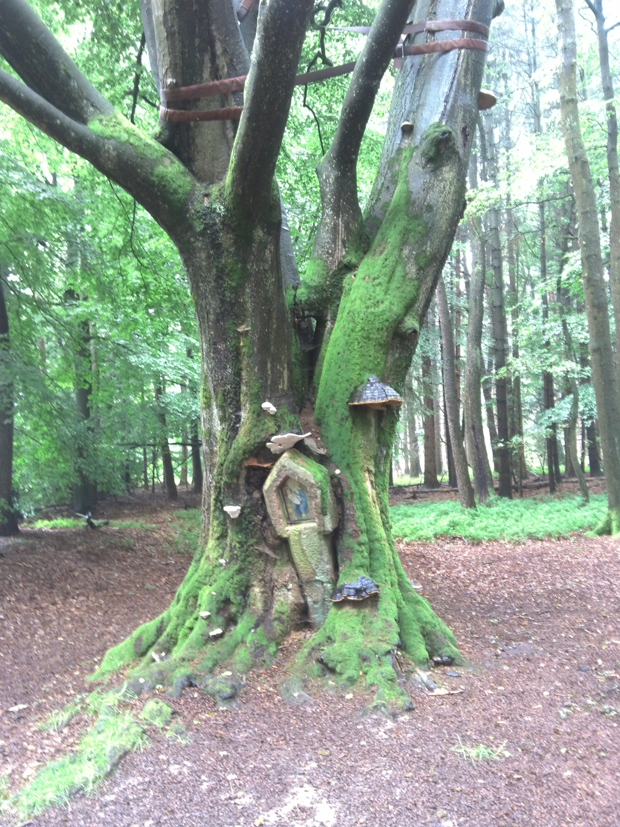 Bullauer Bild 2012