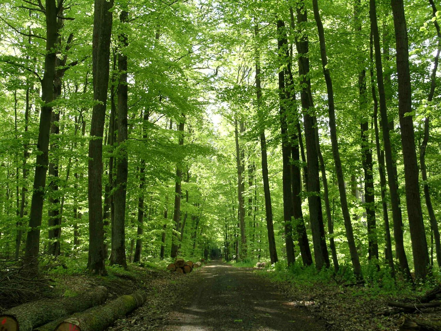 Waldweg