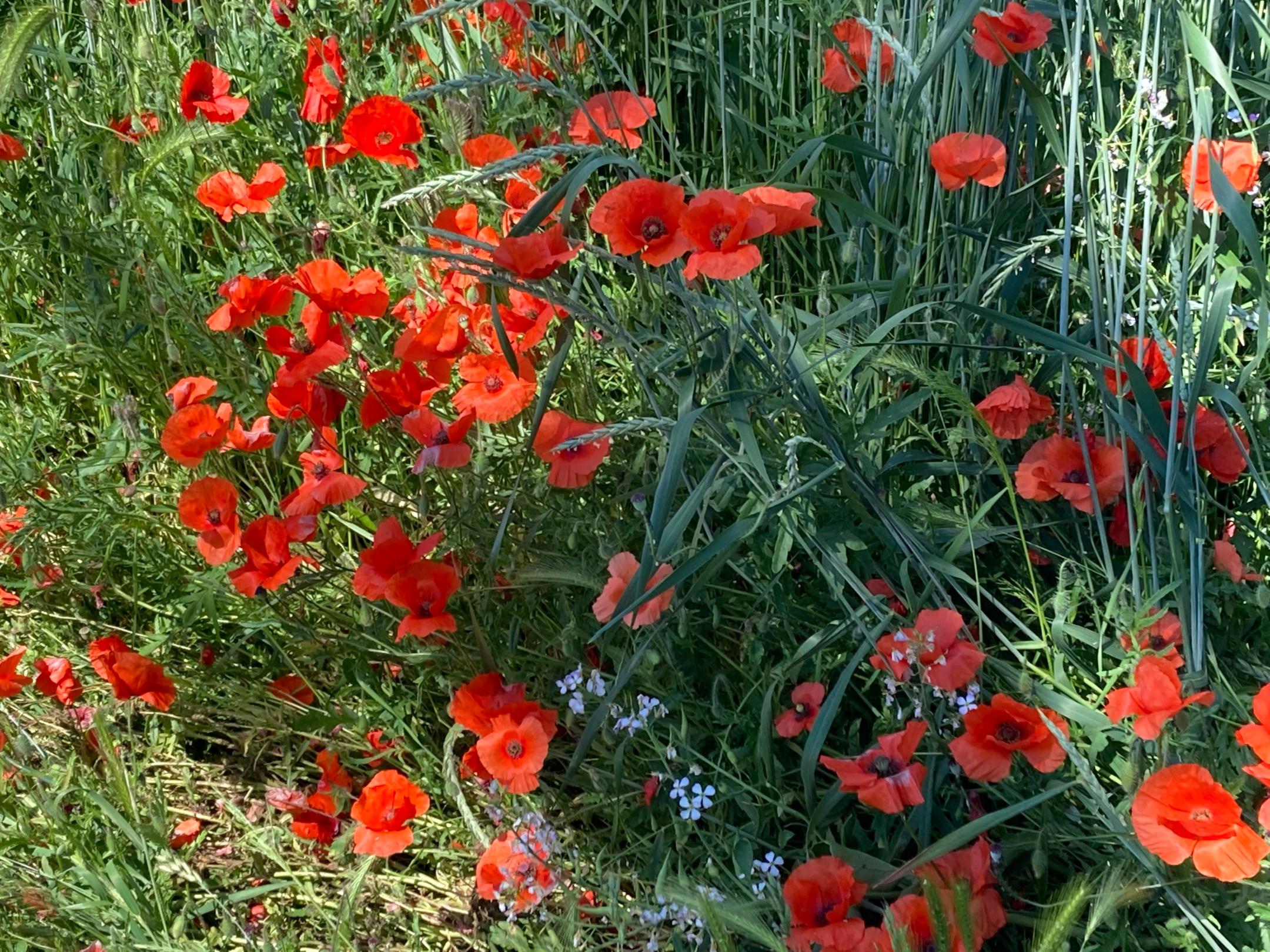 Mohnblumen am Feldrand