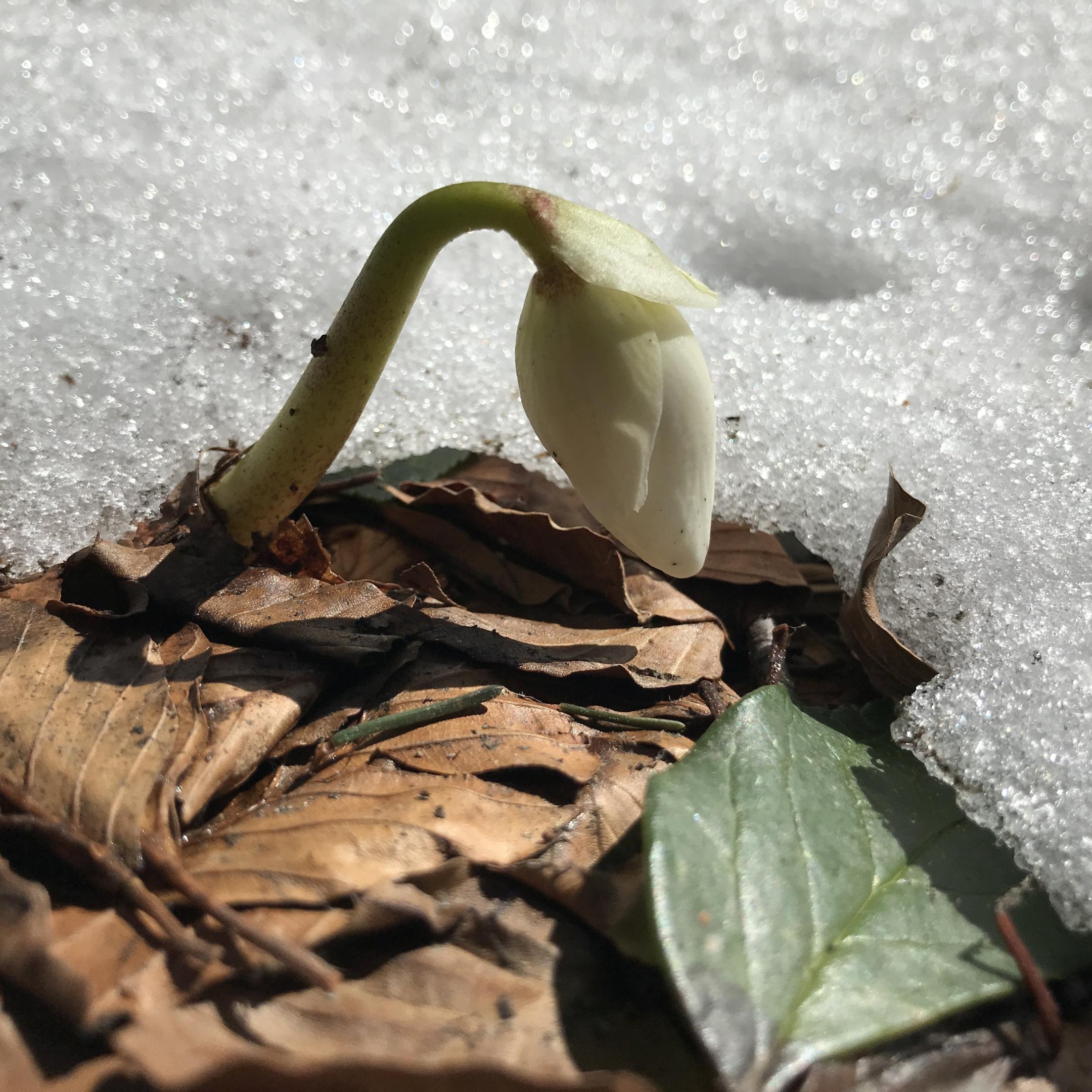 schneerose_1_by_Christoph_Buchinger_pfarrbriefservice