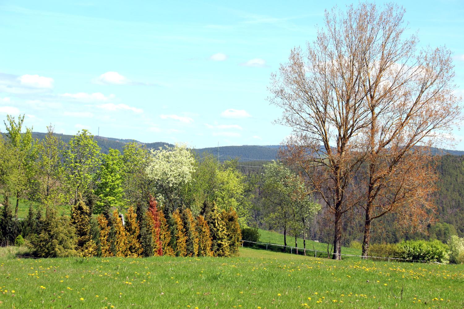 Bäume im Frühling