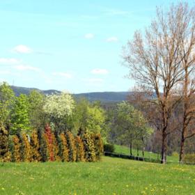 Bäume im Frühling