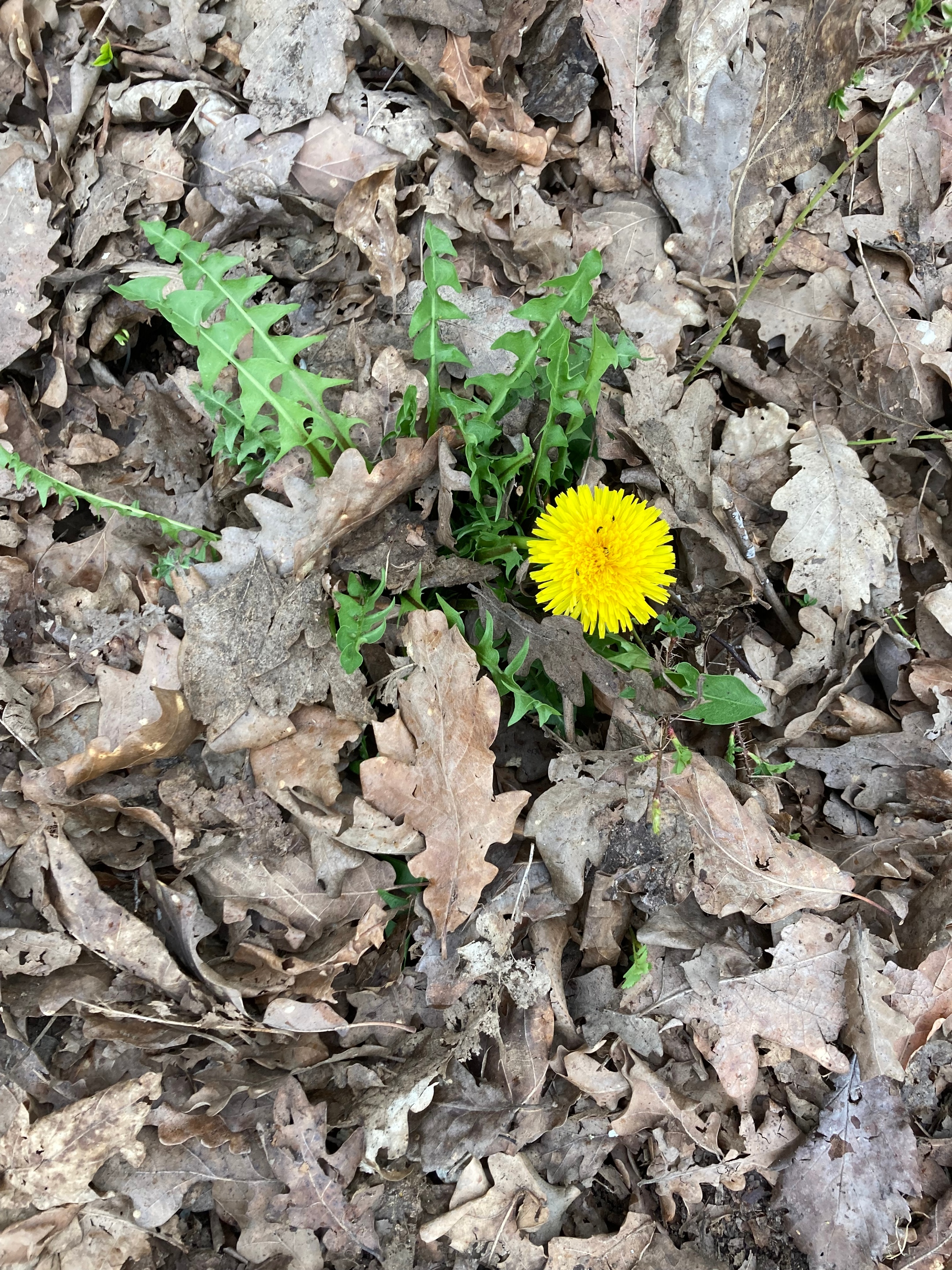 Löwenzahn im Laub - Frühling