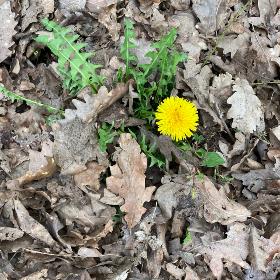 Löwenzahn im Laub - Frühling