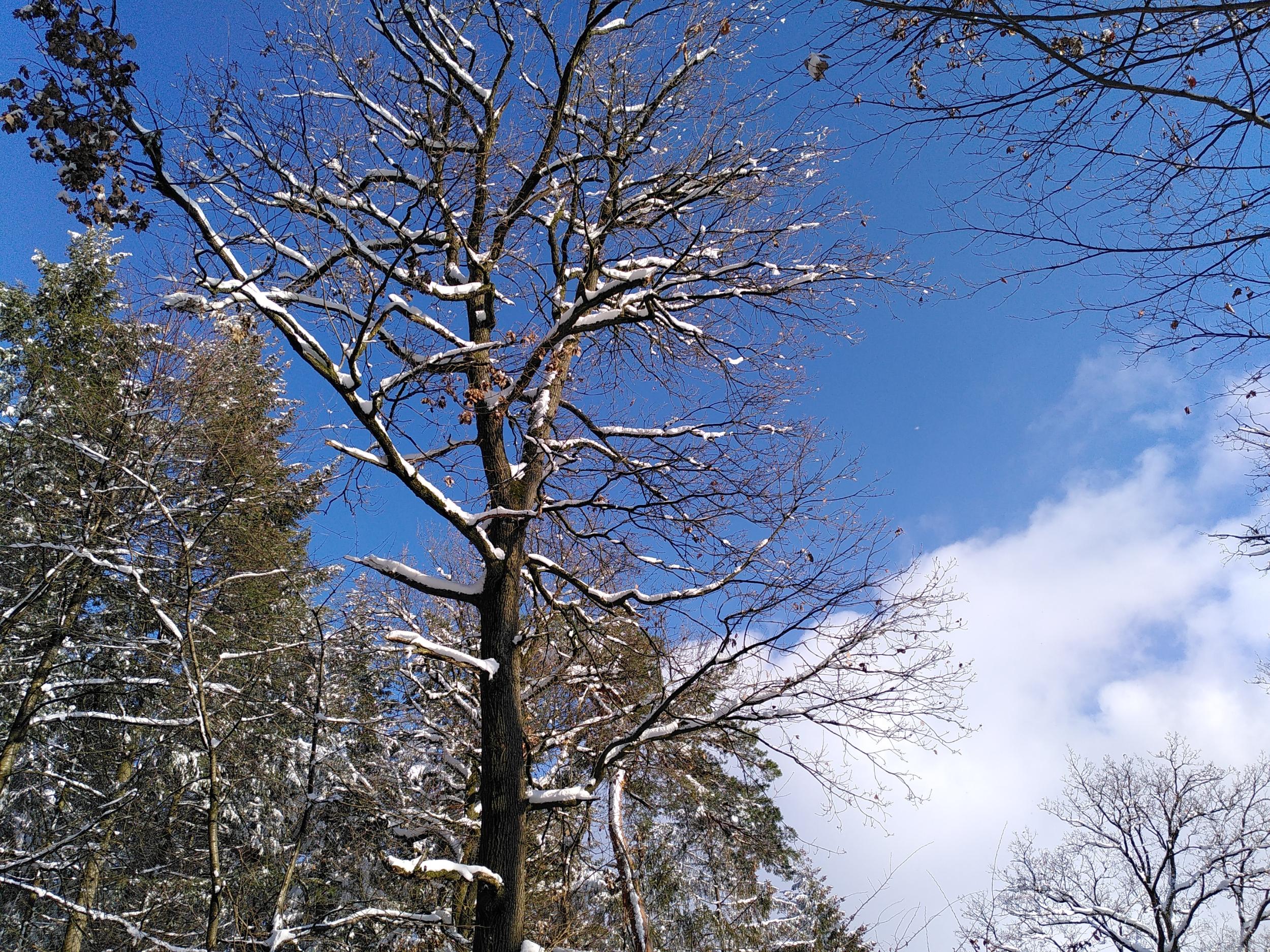 Baum im Winter