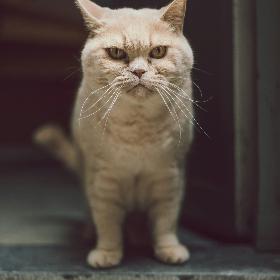 Katze guckt böse