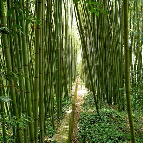 bamboo-gc702c2613_1920 (c) Bild von nouveaumonde34 auf PIxabay.de