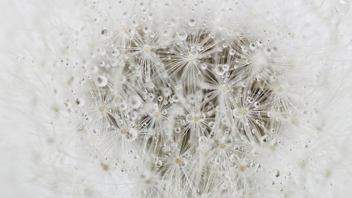 dandelion-6266230_1280