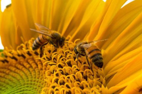 pexels-caio-772571_cut (c) Bild von Caio auf pexels.com, zugeschnitten