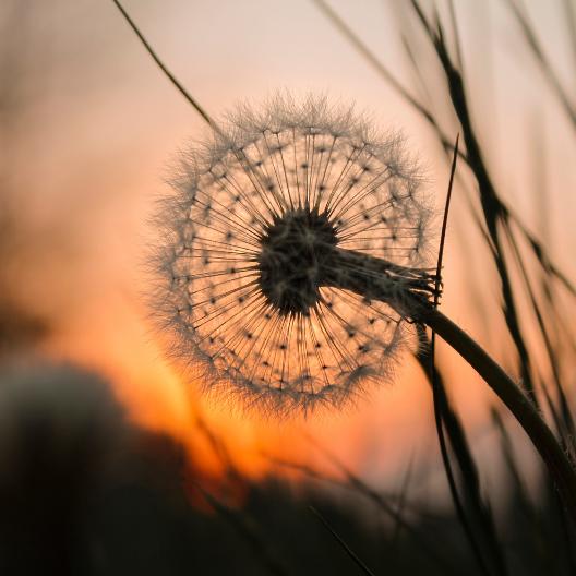 Pusteblume-C=UlrikeAdam-stock.adbobe