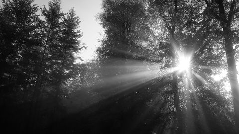 WaldSonneSchwarzWeiß-C=bofotolux-stock.adobe