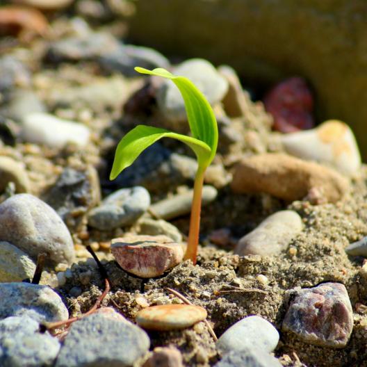 plant-4108210_by__Alicja__pixabay_pbs