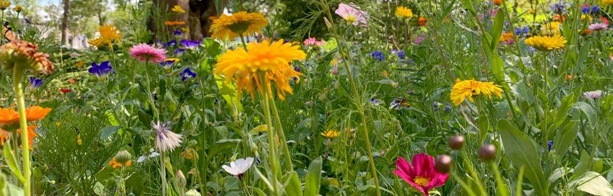 Blumenwiese1 (c) Bistum Mainz Blumenwiese1