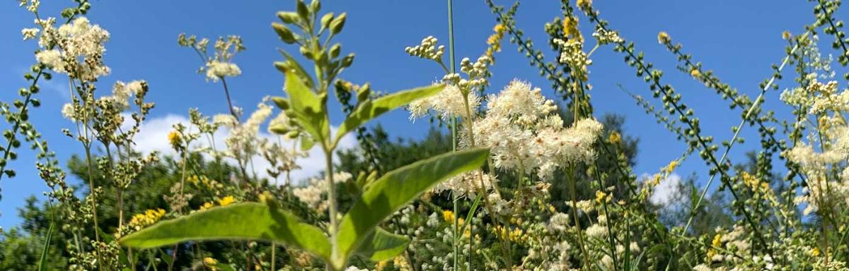 Blumenwiese (c) Bistum Mainz Blumenwiese