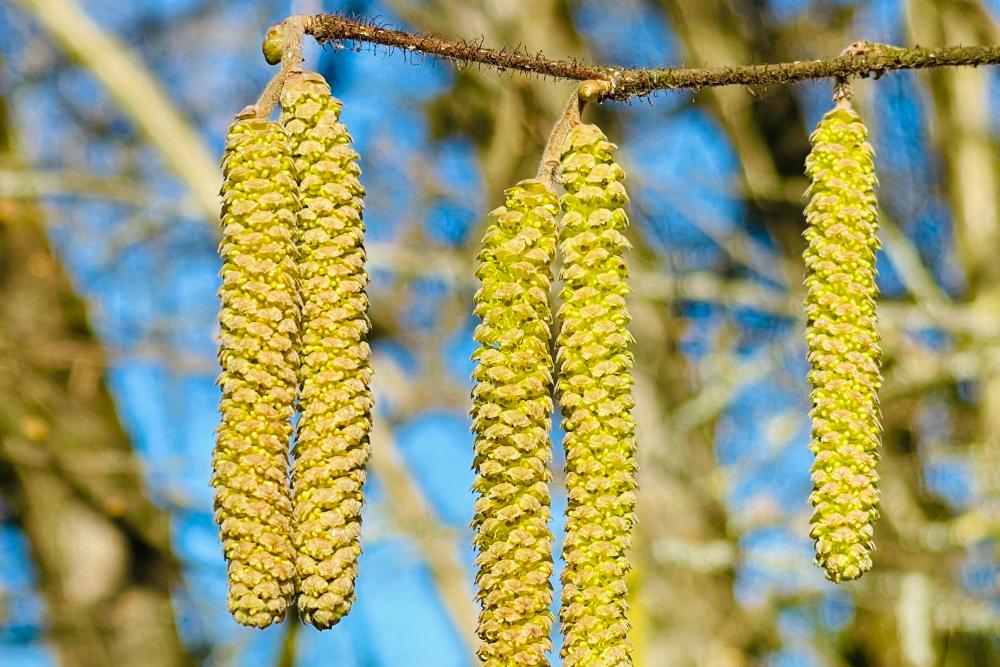 Vorfrühling