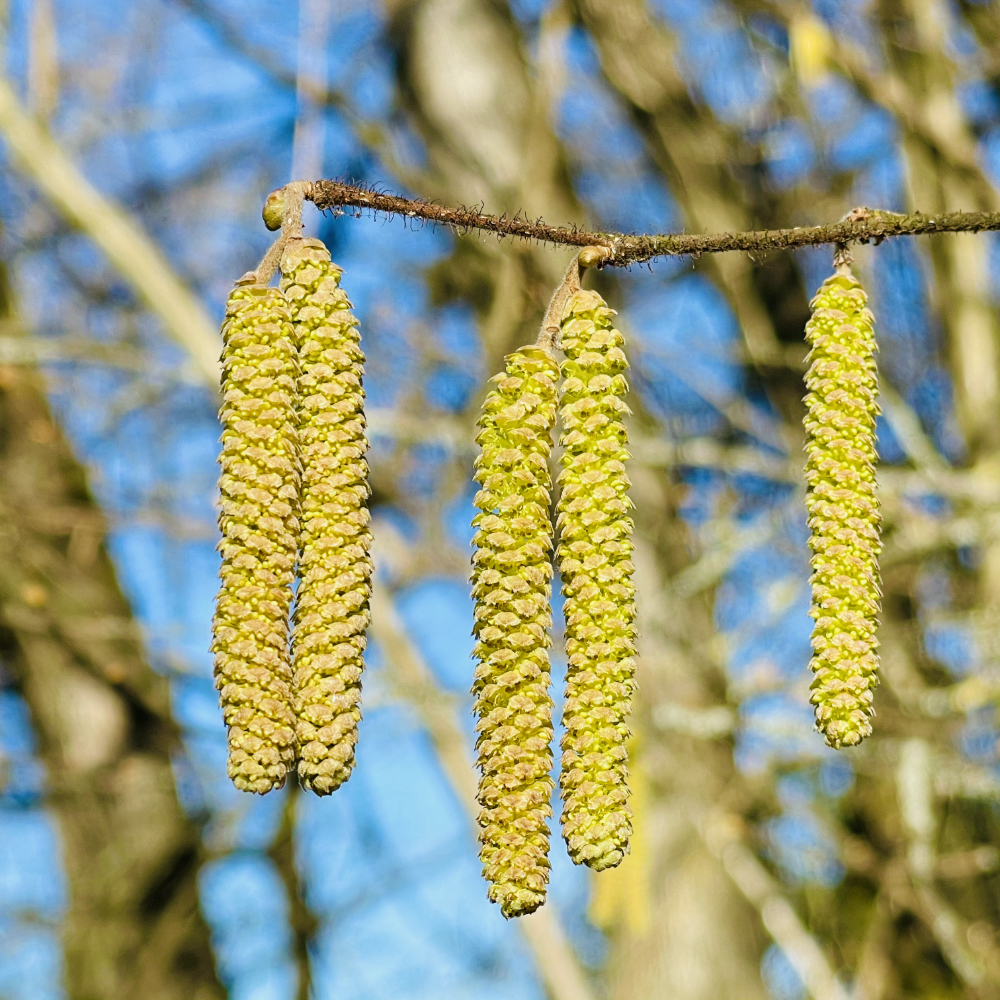 Vorfrühling (c) Bistum Mainz