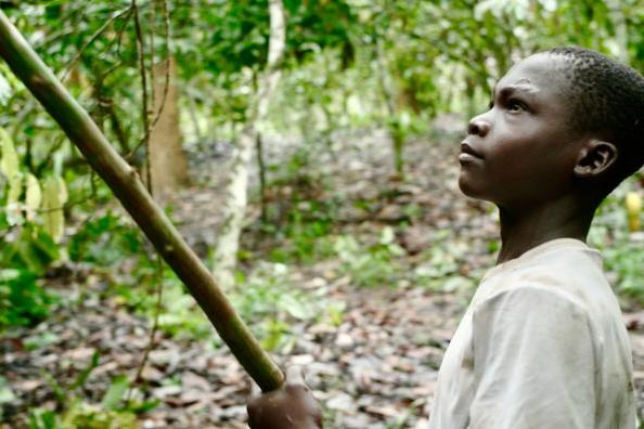 Mehr Kinder auf den Kakaoplantagen als je zuvor